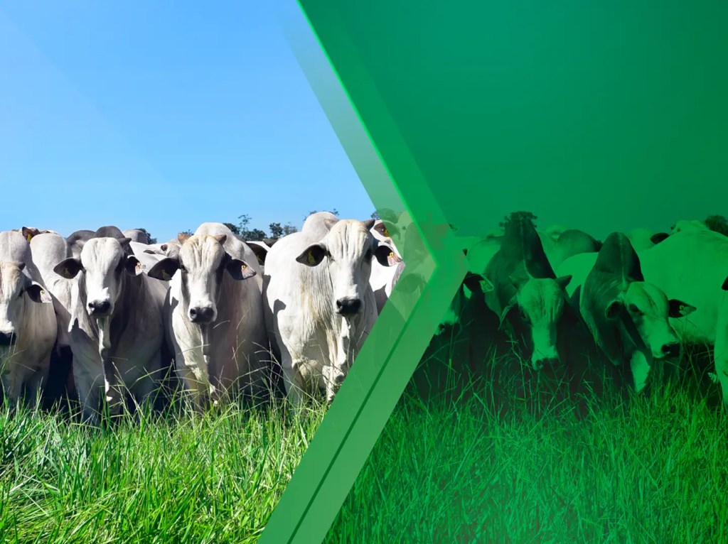 A herd of white cows standing in tall grass, with a blue sky visible behind them.