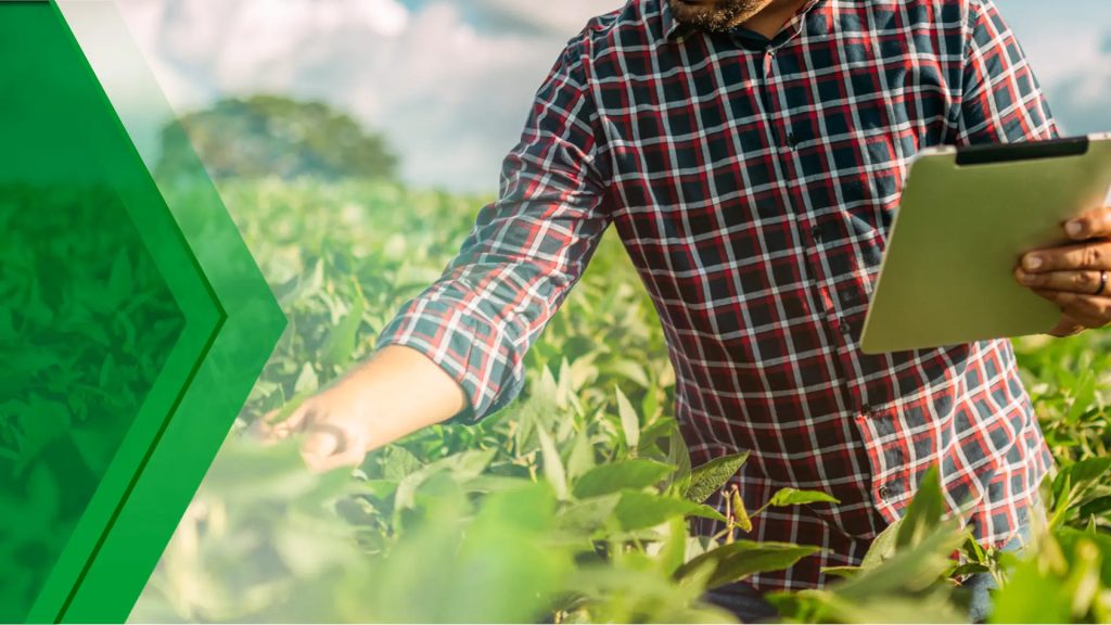 A man in a plaid shirt is standing in a field of green plants, holding a tablet and reaching out to touch the leaves.