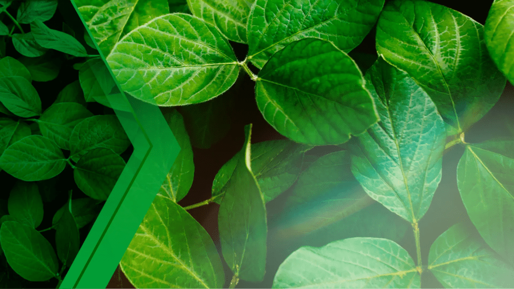 A close-up of green leaves with a dark background and a green graphic element in the foreground.